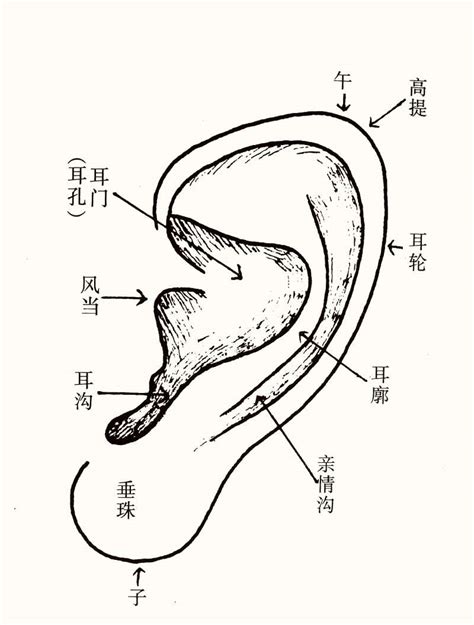 耳相學|16种耳相图解